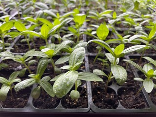 seedlings in a container

