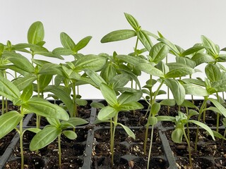 plants growing indoors
