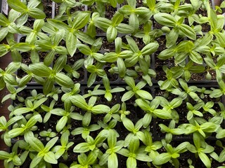 growing green plants. Early seeedlings