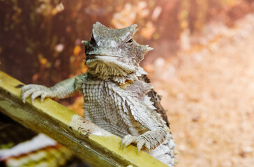 Giant Horned Lizard.
 It grows up to 20 cm. On the head and back there are spikes used for protection. It lives in the southwestern United States and northern Mexico.