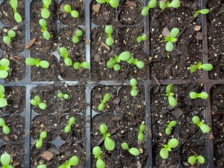 growing green plants. Early seeedlings