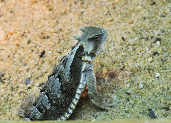 Giant Horned Lizard.
 It grows up to 20 cm. On the head and back there are spikes used for protection. It lives in the southwestern United States and northern Mexico.