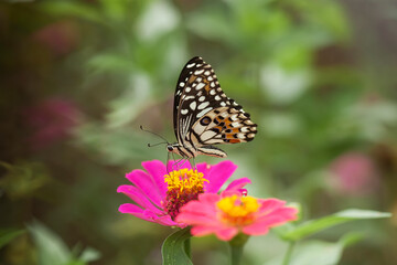 Fototapeta na wymiar Butterflies on nature