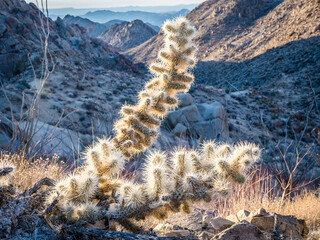 Cacti in Joshua Tree National Park in counter sunrise light