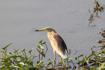 Heron in lake