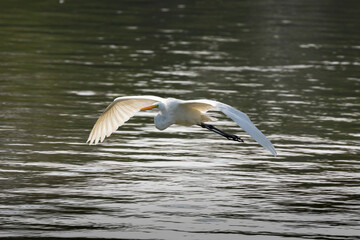 Egret in flight