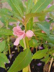 pink rose flower "amor perfeito de ver&atilde;o"