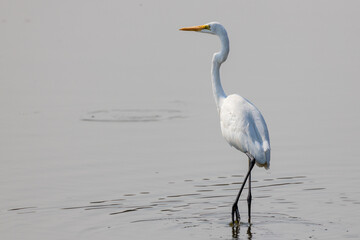 Egret in the lake