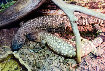 Beaded Lizard
 It is a poisonous lizard. It is common in Mexico. They reach 90 cm in length, of which almost half is occupied by the tail, and weight up to 4.5 kg. The back is covered with scales. The