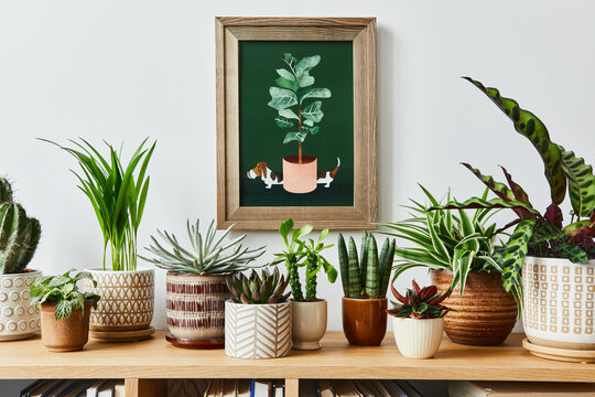 Stylish composition of home garden interior with mock up poster frame, filled a lot of beautiful plants, cacti, succulents, air plant in different design pots. Home gardening concept. Template.
