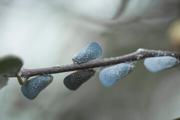 Butterflies on nature