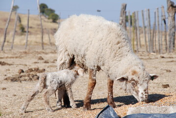 Fototapeta premium sheep and lamb in farm
