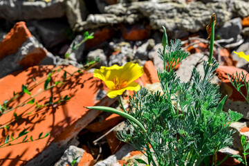 A flowering bush of a cup of gold grows on the stone surface of a wasteland. A beautiful flowering plant on an abandoned desert surface. Survival and life concept. Background with copy space