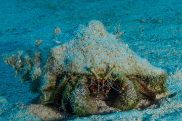 A shy hermit crab in the sand protected by his shell