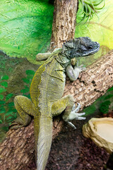 Webers Sailfin lizard.
 This is a type of agam. Along the neck and back there is a ridge of large flat scales. They live on the islands of Southeast Asia.