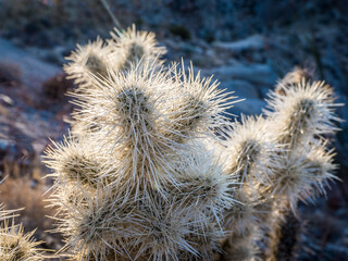 Obraz premium Cacti in Joshua Tree National Park in counter sunrise light