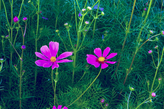 beautiful cosmos flowers are blooming in gardan.