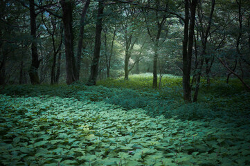 爽やかで幻想的な朝霧が立ち込めた森林
