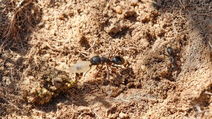 Ant carries one of its eggs to safety