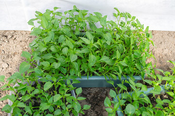 Potted seedlings growing in pots. Selective focus