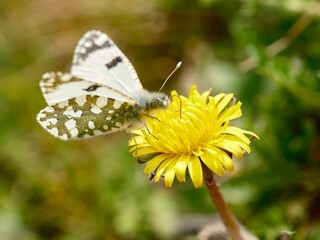 Butterfly feeding on a flower