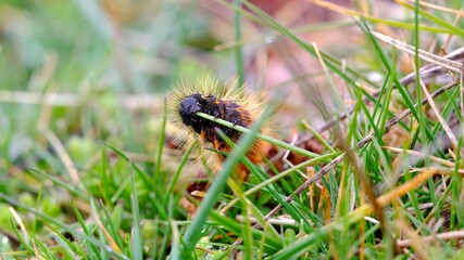 Caterpillar feeding on a blade of grass