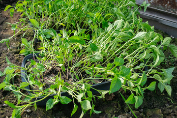 Potted seedlings growing in pots. Selective focus