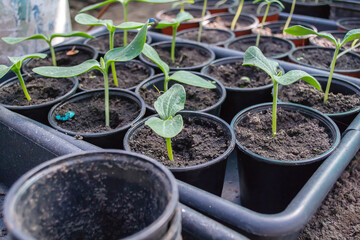 Potted seedlings growing in pots. Selective focus