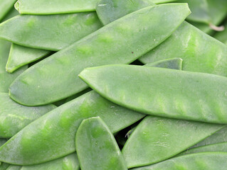 sugar pea pods, Pisum sativum, background, top view of green sugar snaps