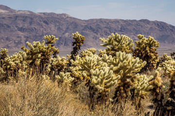 Cacti in Cholla Cactus Garden in Joshua Tree National Park