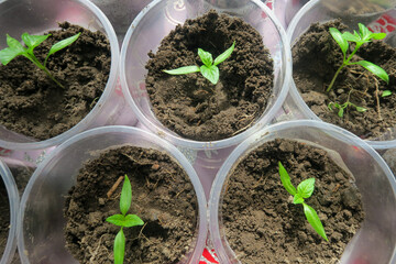 seedlings in a greenhouse