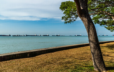 A landscape view of a fleet of ships harbouring off the coast of a park on a blue cloudy sky day. Tree bark and leaves at the grassy banks in the foreground and ships in the distance background.