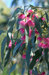 Pink blossoms and blue green leaves of the Australian native Blue Gum, Eucalyptus leucoxylon Euky Dwarf, family Myrtaceae. All year flowering small drought tolerant ornamental tree that attracts bees  © KHBlack
