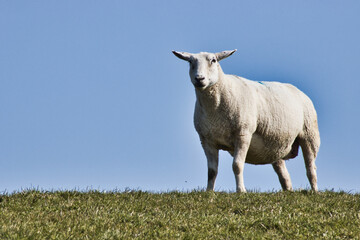 Obraz premium Schaf auf dem Deich