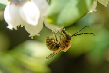 Long horned bee pollinating a blueberry flower