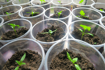 seedlings in a greenhouse