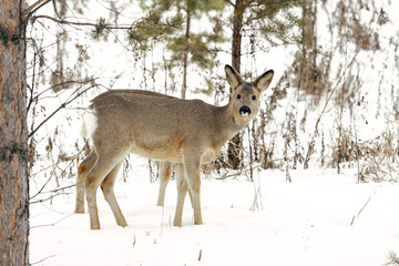 Two fawns on the background of trees