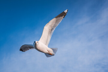 Seagull in sky