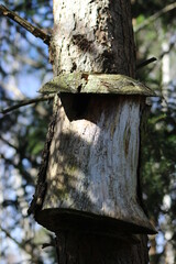 birdhouse on tree
