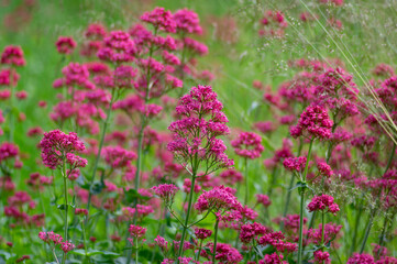 Centranthus ruber red spur valerian flowering plant, bright red pink flowers in bloom, green stem...