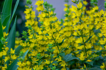 Lysimachia punctata dotted loosestrife yellow flowering spotted plant, beautiful small wild flowers in bloom
