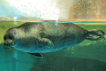 Fototapeta premium Baikal seal behind the glass. Visible head and part of the body.