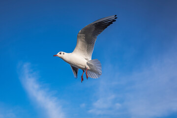 Seagull in the sky