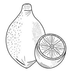 Whole and half contour limon icons. Creative illustration. Black sketch. Idea for decors, logo, patterns, papers, covers, gifts, summer and spring holidays, organic food themes. Isolated vector art.