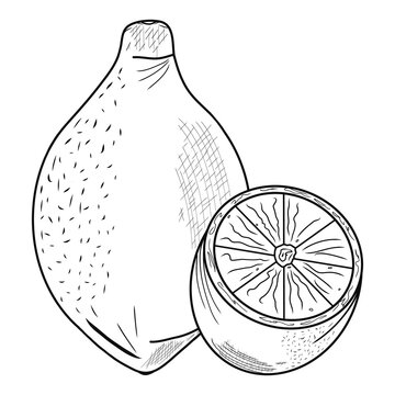 Whole and half contour limon icons. Creative illustration. Black sketch. Idea for decors, logo, patterns, papers, covers, gifts, summer and spring holidays, organic food themes. Isolated vector art.