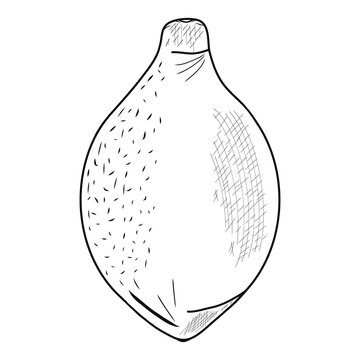 Whole contour limon icon. Creative illustration. Black sketch. Idea for decors, logo, patterns, papers, covers, gifts, summer and spring holidays, organic food themes. Isolated vector art.
