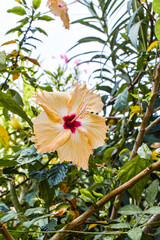 A Hibiscus flower
