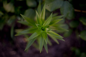 Flower Royal crown. Top view of sheets