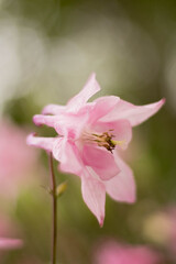Fototapeta na wymiar Bell flower closeup pink color, the background is blurred