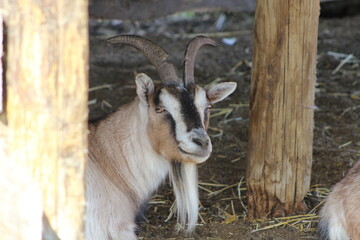 goat on the farm
